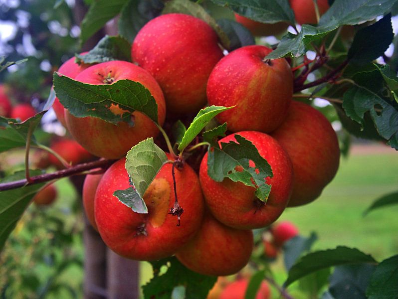 splendeur de la pomme par Edgar Schermaul