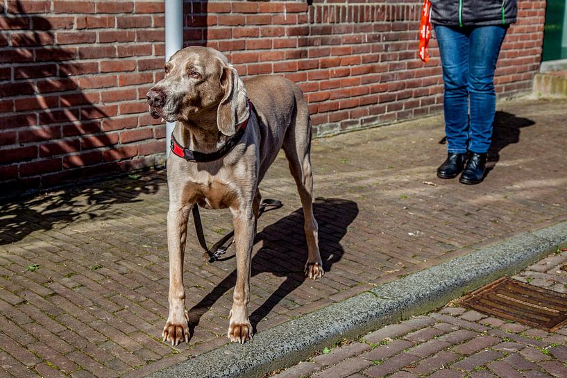 Neill von Joy Droogsma