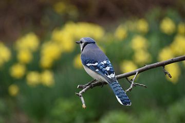 Een blauwe gaai in de tuin van Claude Laprise