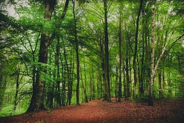 Chemin forestier sur Skyze Photography by André Stein