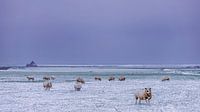 Winterlandschap op Texel van Texel360Fotografie Richard Heerschap thumbnail