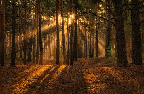 Zonnige ochtend in het bos