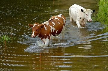 Twee koeien lopen door water. van Anjo Kan