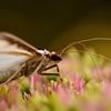 Ein Schmetterling auf einer Blume von Gerard de Zwaan