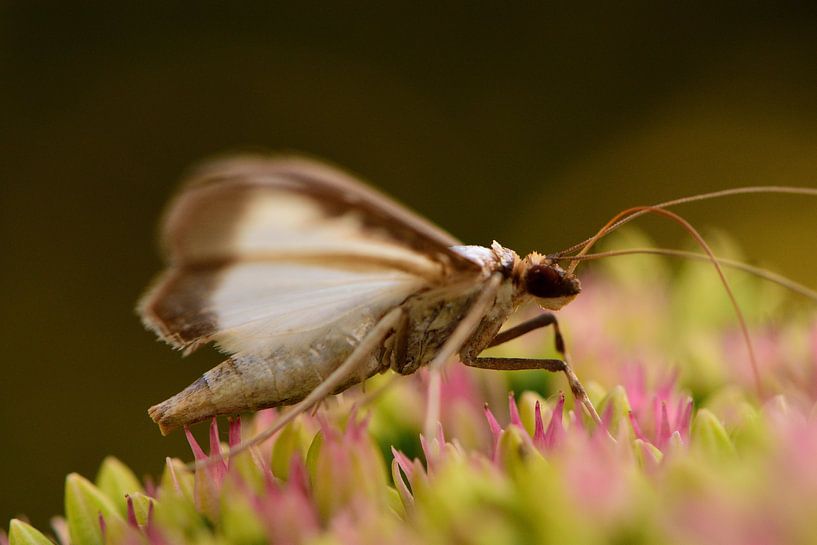 Un papillon sur une fleur par Gerard de Zwaan