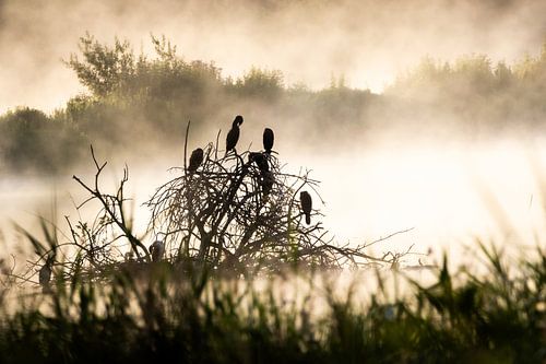 A misty morning