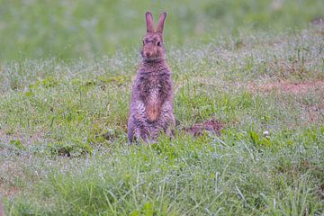Kaninchen auf der Hut von Menno Selles