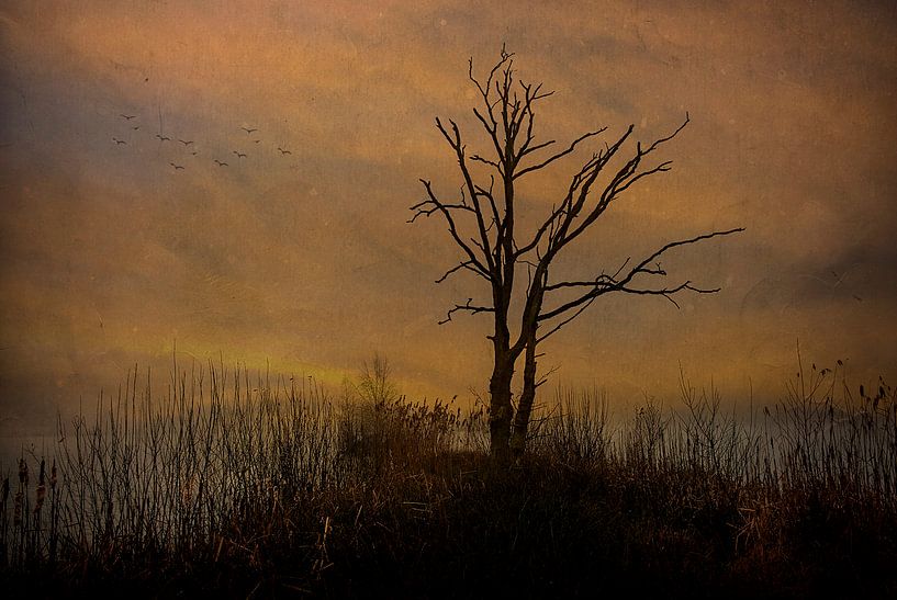 Toter Baum vor bewölktem Hintergrund.... von Wim Schuurmans