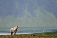 IJslandse Paard von Menno Schaefer Miniaturansicht