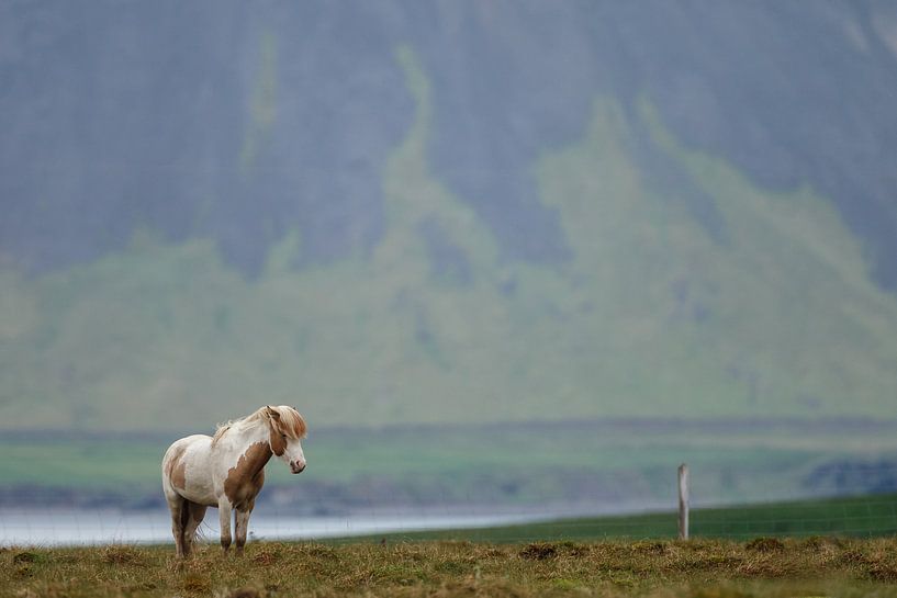 IJslandse Paard von Menno Schaefer