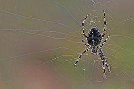 Gartenkreuzspinne
