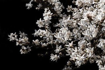 Magnolias blanc en étoile sur Ulrike Leone