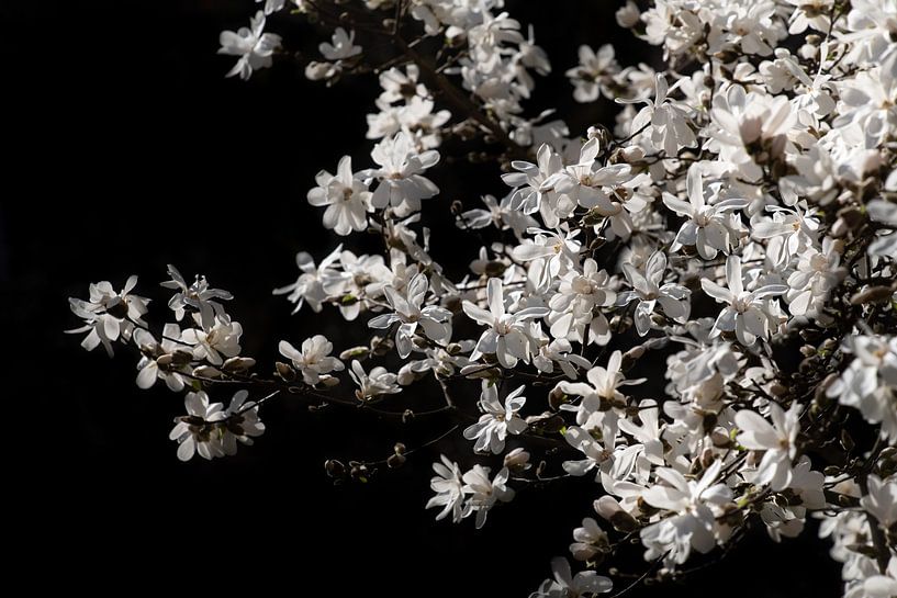 Magnolias blanc en étoile par Ulrike Leone