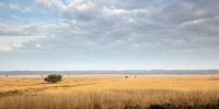 Landscape of Dutch Veluwe by Remco Bosshard thumbnail
