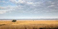 Panorama Hoog Soeren, Veluwe.