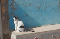 Katze, Katze
