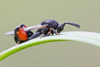 Guêpe à pattes épaisses