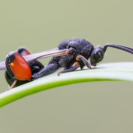 Dikpootwesp van Rick Willemsen