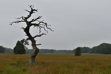 Dead oak by Bernard van Zwol