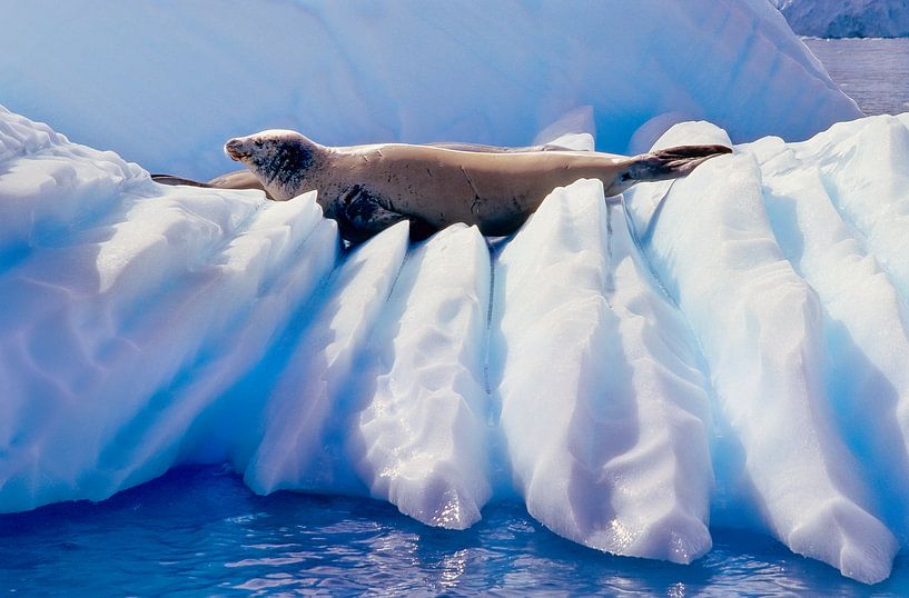 Zeehond op ijs - analoge fotografie! van Tom River Art