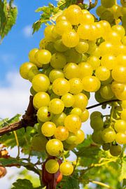 White grapes on vine by Udo Herrmann