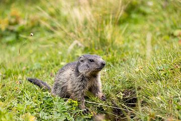 Alpenmarmot in Zwitserse Alpenweide van Reinier Holster