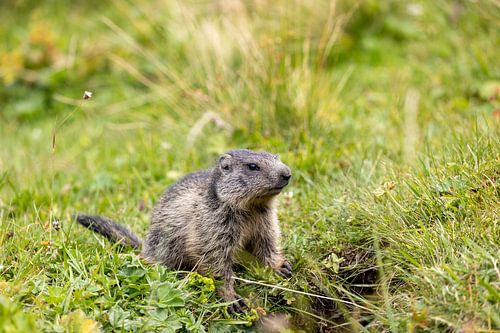 Marmotte des Alpes dans un pré alpin suisse