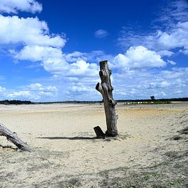 Totes Holz auf einer Sandverwehung von Gerard de Zwaan
