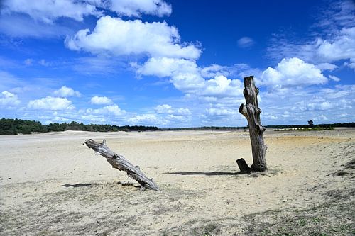 Totes Holz auf einer Sandverwehung von Gerard de Zwaan
