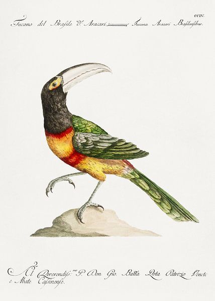 Toucan, Saverio Manetti, Saverio Manetti par Des maîtres magistraux