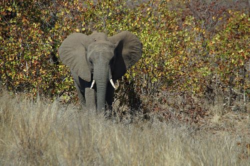 Olifant / Elephant, Krugerpark, Zuid-Afrika