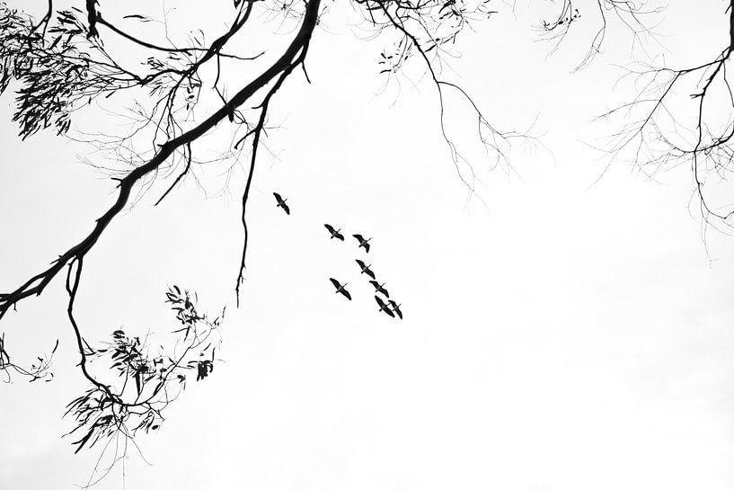 Ibissen in vogelvlucht van Mark Thurman