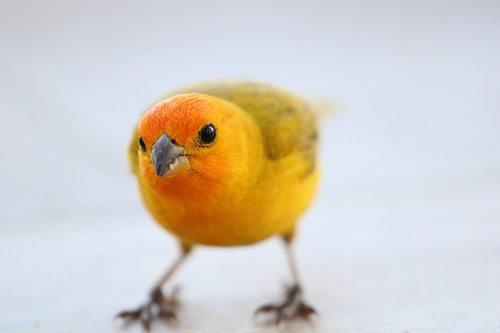 Saffron Finch 2