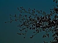 Blue woods