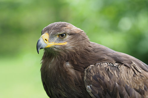 Arend