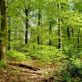 Le soleil printanier dans la forêt de hêtres sur Corinne Welp