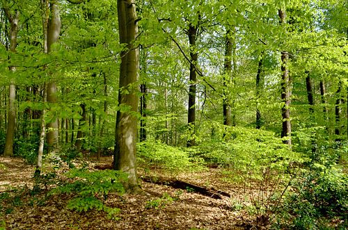 Frühlingssonne im Buchenwald von Corinne Welp
