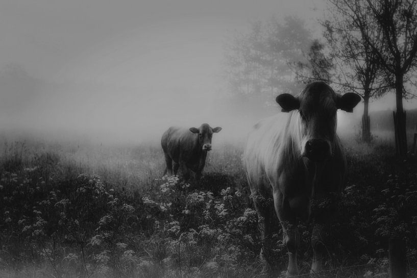Mémoire brumeuse du passé par Saskia Dingemans