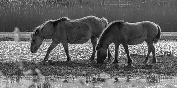 Konikpaarden van Marcel Pietersen