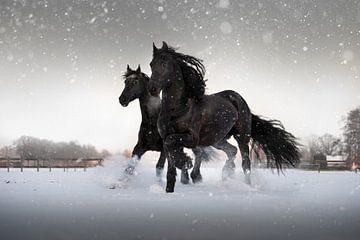 2 Friesian Horses in the snow
