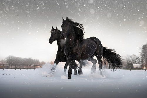 2 Friese Paarden in de sneeuw