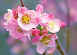 Blossom in Blue (Blossom in Blue) by Caroline Lichthart