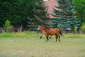 Trakehner Feldmeyer und Rheinisch Deutsches Kaltblut Enzo