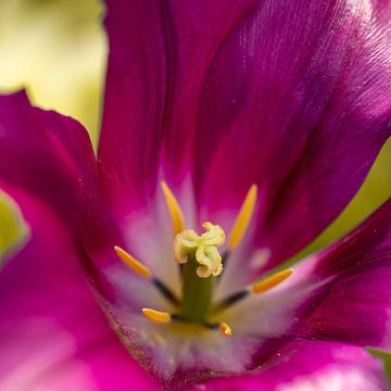 Tulip. Purple. Spring. by Alie Ekkelenkamp