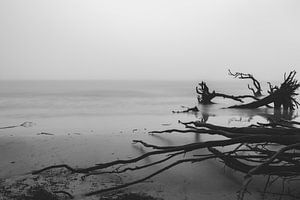 Mystischer Treibholz Strand von Jacqueline Anders