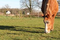 Cheval au pâturage