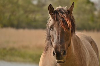 Portrait d'un cheval Konik