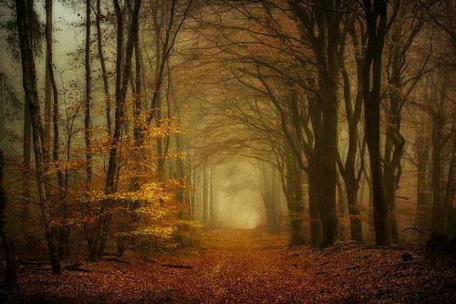 Der Schein des Waldes von Lars van de Goor