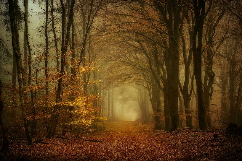 Wood B van Lars van de Goor