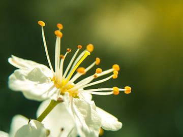 Fleur de cerisier / fleur / pétales / fleur / jaune / orange / blanc / vert / chaud / lumière du sol sur Art By Dominic